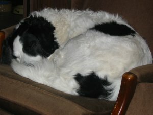 This is sam dog tired - get the joke
