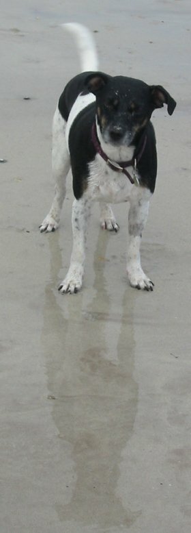 This is my pal Hamish