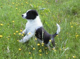 This is me as a pup