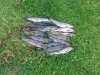 Wild brown trout caught in a local loch