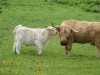 Highland Cattle