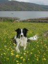 Charlie the Collie