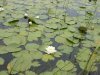 Water lilies in a Scottish Loch in Sutherland