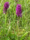 Wild Orchid
